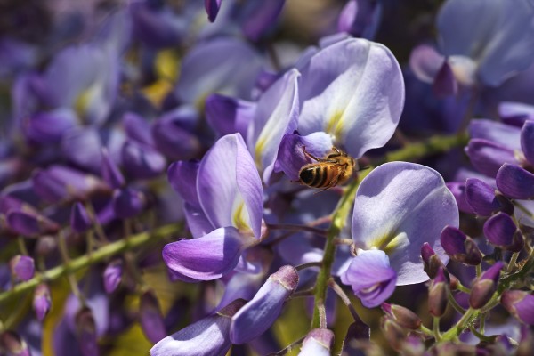 Bee Loving Wisteria by Joy Watson